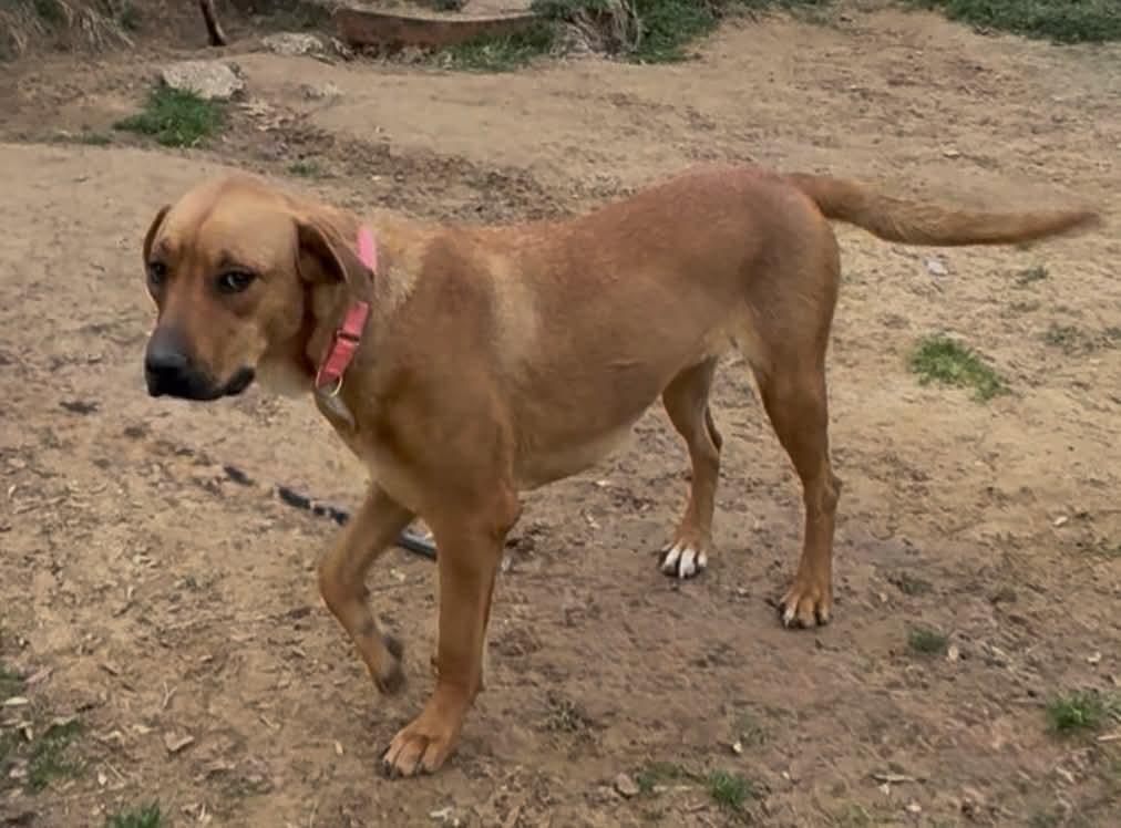 Enlarge Taffy, a Adoptable mixed breed in Chesterton, IN image 6/6
