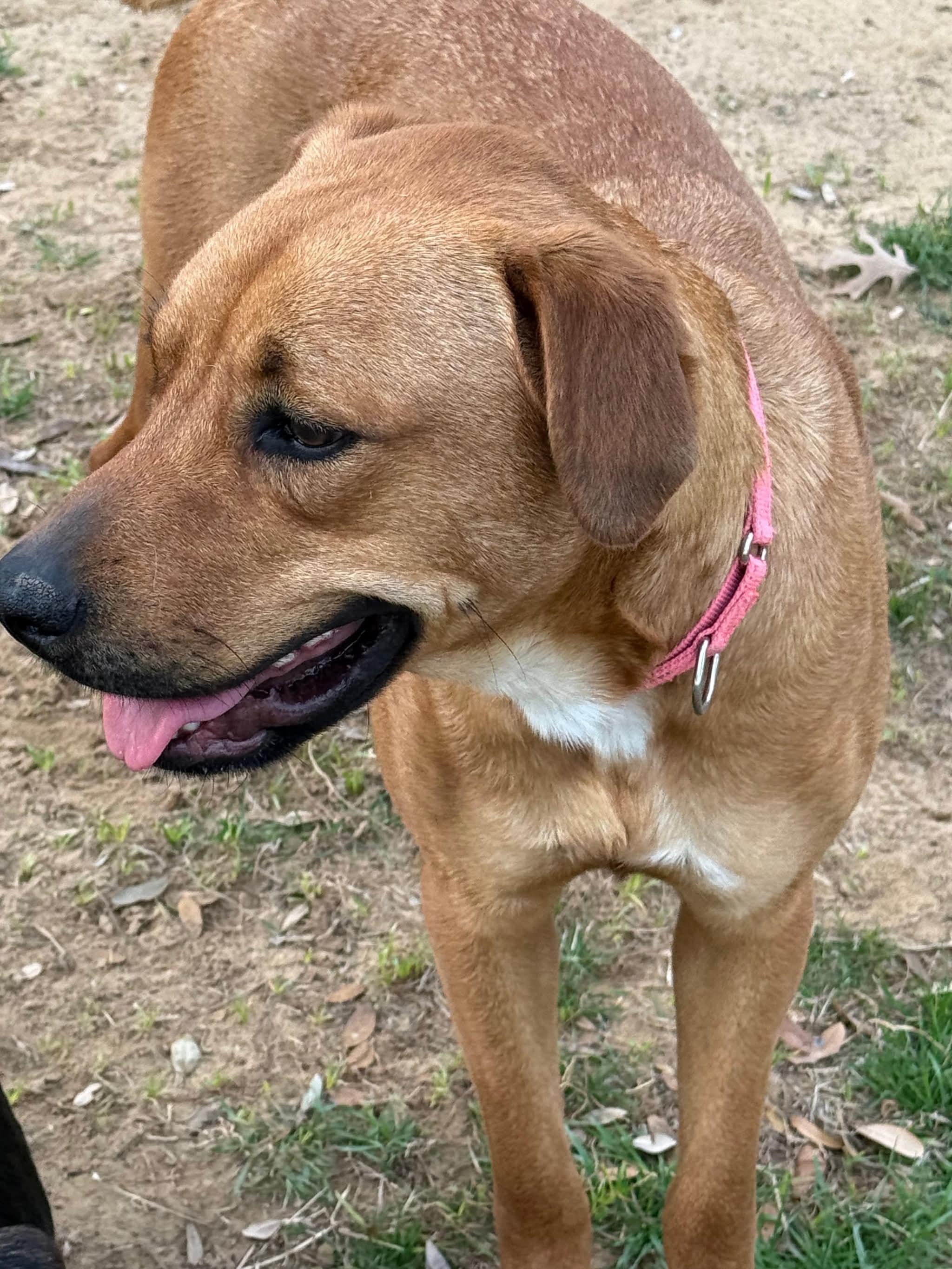 Taffy, Adoptable, Young Female Labrador Retriever & Black Mouth Cur.