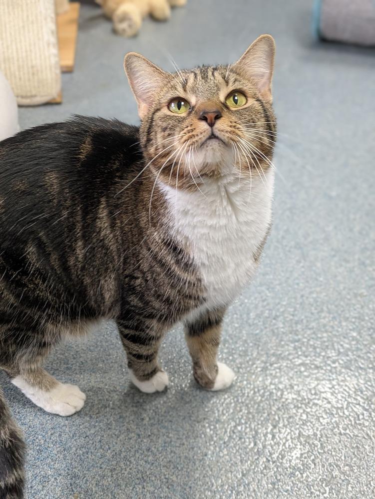 Enlarge Jalapeno Popper, a Adoptable Domestic Short Hair in Raleigh, NC image 1/4