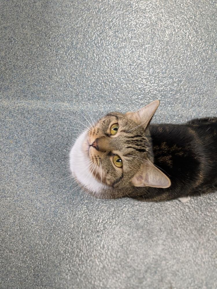 Enlarge Jalapeno Popper, a Adoptable Domestic Short Hair in Raleigh, NC image 4/4