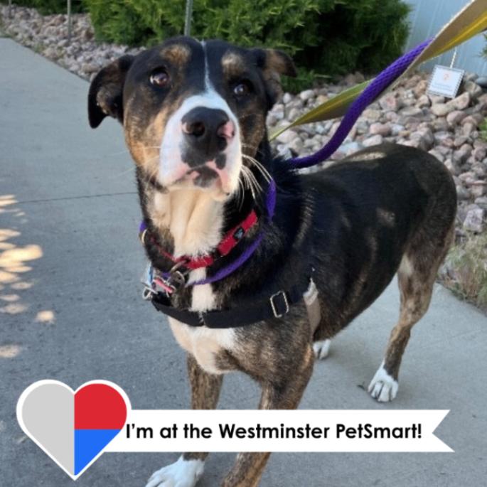 QT, Adoptable, Adult Female Mixed Breed.