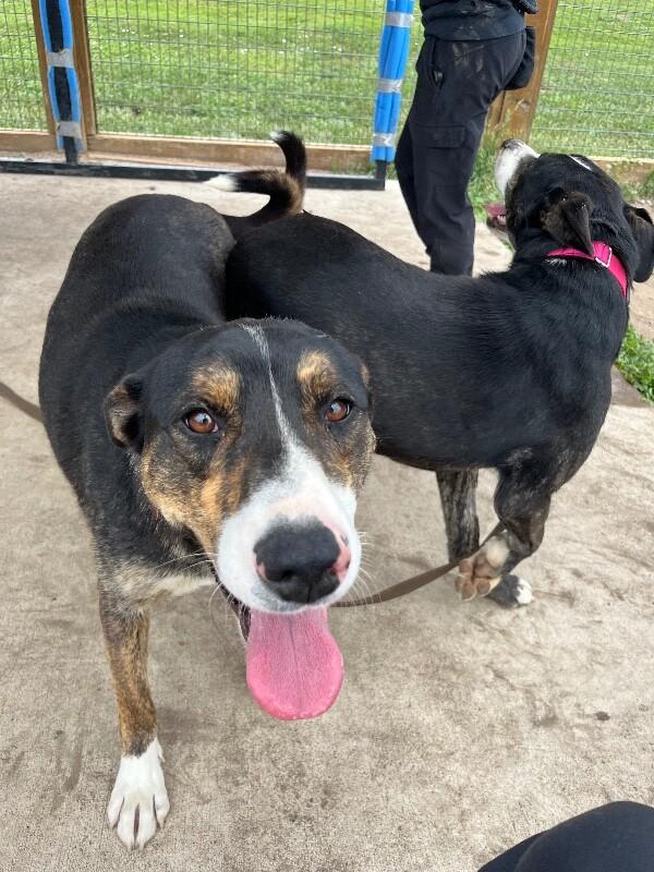 QT, a Adoptable Mixed Breed in Westminster, CO image 2/6