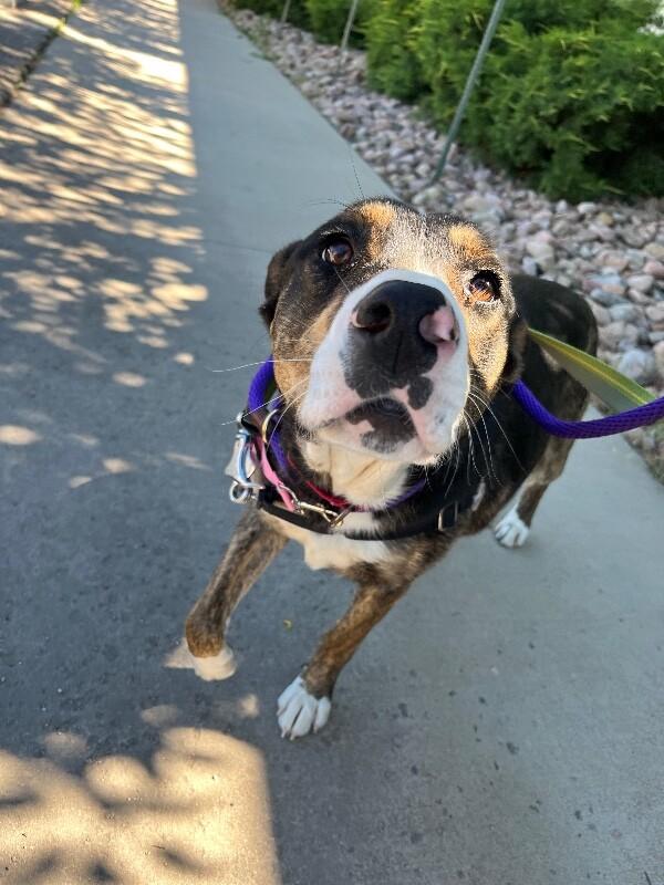 QT, a Adoptable Mixed Breed in Westminster, CO image 3/6