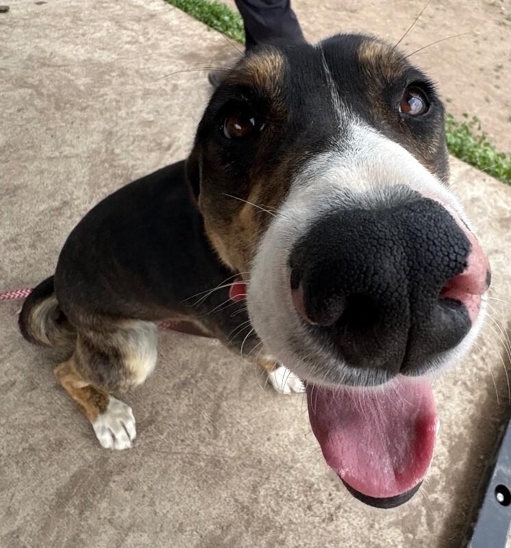QT, a Adoptable Mixed Breed in Westminster, CO image 4/6