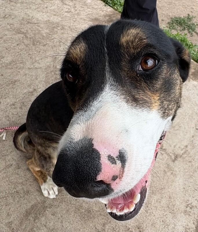 QT, a Adoptable Mixed Breed in Westminster, CO image 5/6