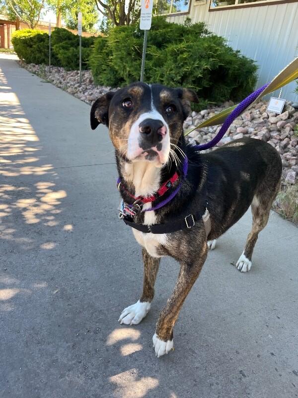QT, a Adoptable Mixed Breed in Westminster, CO image 6/6
