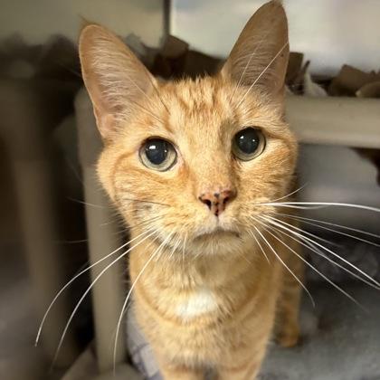 Enlarge Tabi, an adopted Domestic Short Hair in North Myrtle Beach, SC image 3/6