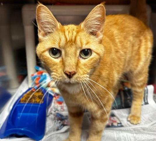 Enlarge Tabi, an adopted Domestic Short Hair in North Myrtle Beach, SC image 2/6