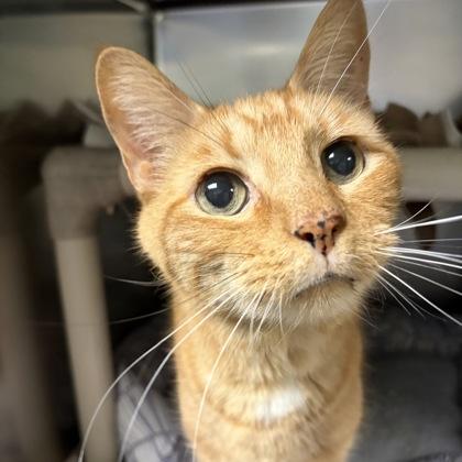 Enlarge Tabi, an adopted Domestic Short Hair in North Myrtle Beach, SC image 4/6