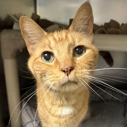 Tabi, adopted, Senior Male Domestic Short Hair.
