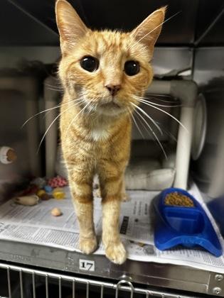 Enlarge Tabi, an adopted Domestic Short Hair in North Myrtle Beach, SC image 6/6