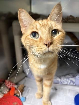 Enlarge Tabi, an adopted Domestic Short Hair in North Myrtle Beach, SC image 5/6