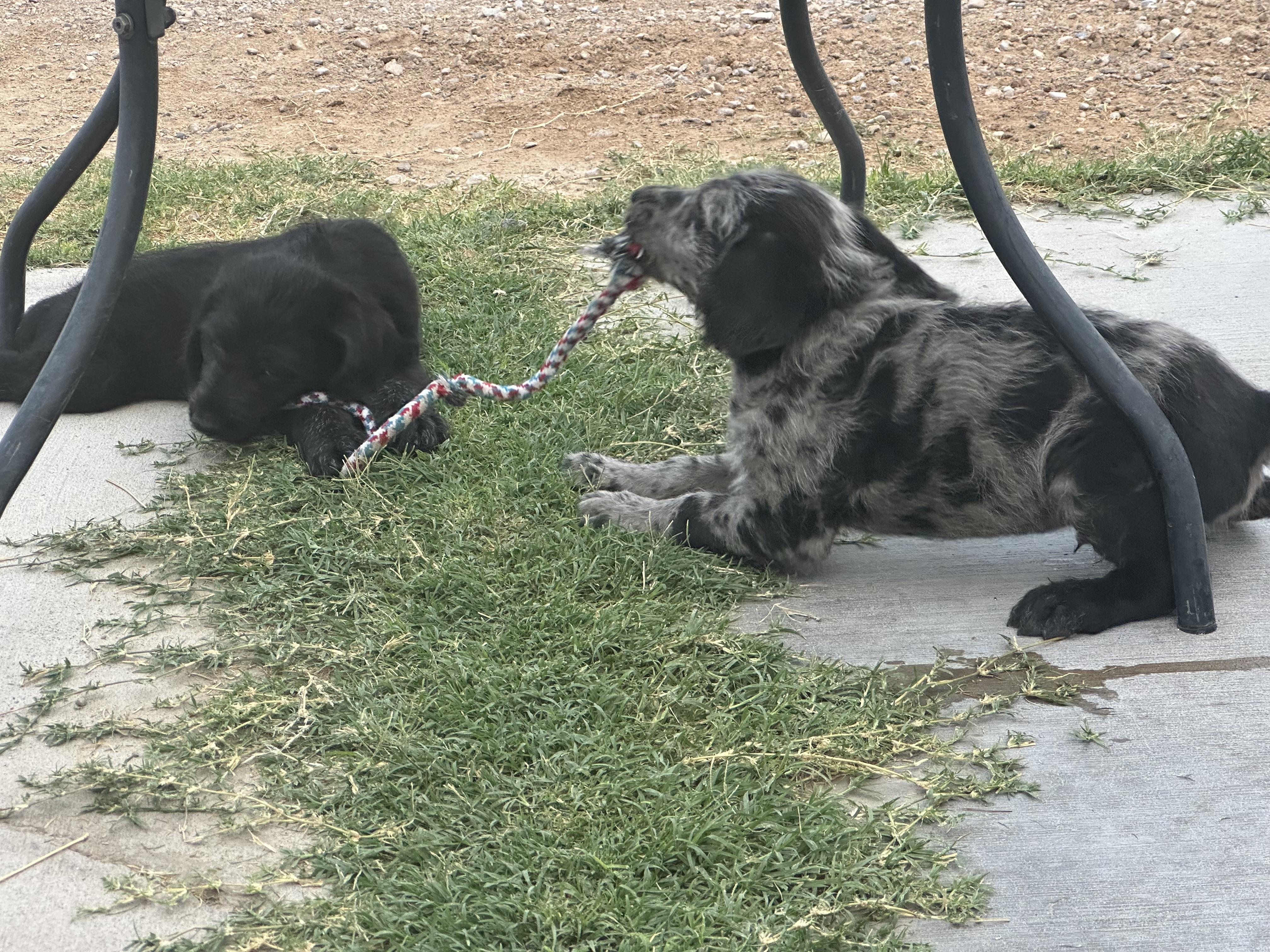 Rowdy, Adopted, Puppy Male Labradoodle.