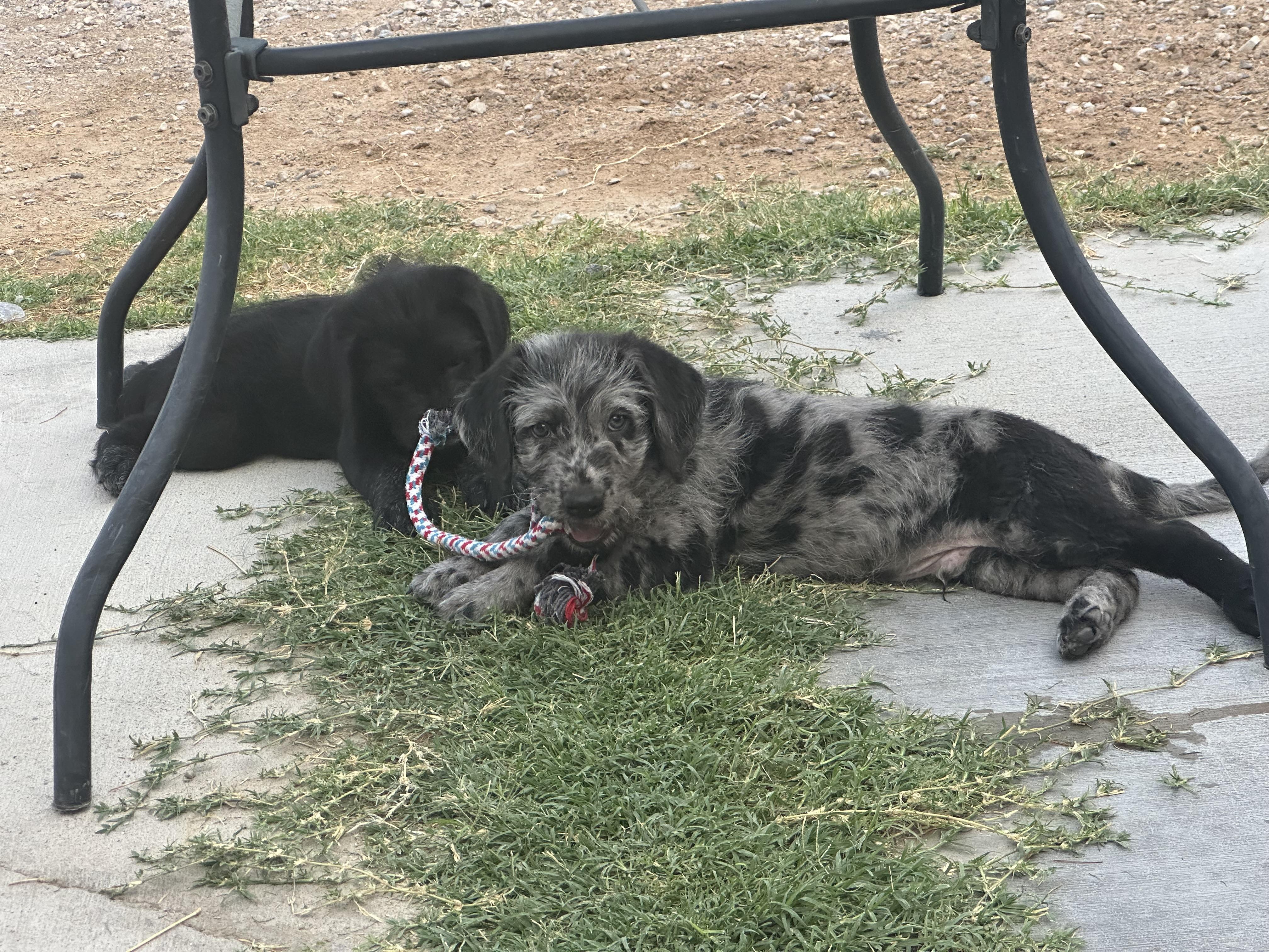 Enlarge Rowdy, a Adopted Labradoodle in Las Vegas, NV image 5/5