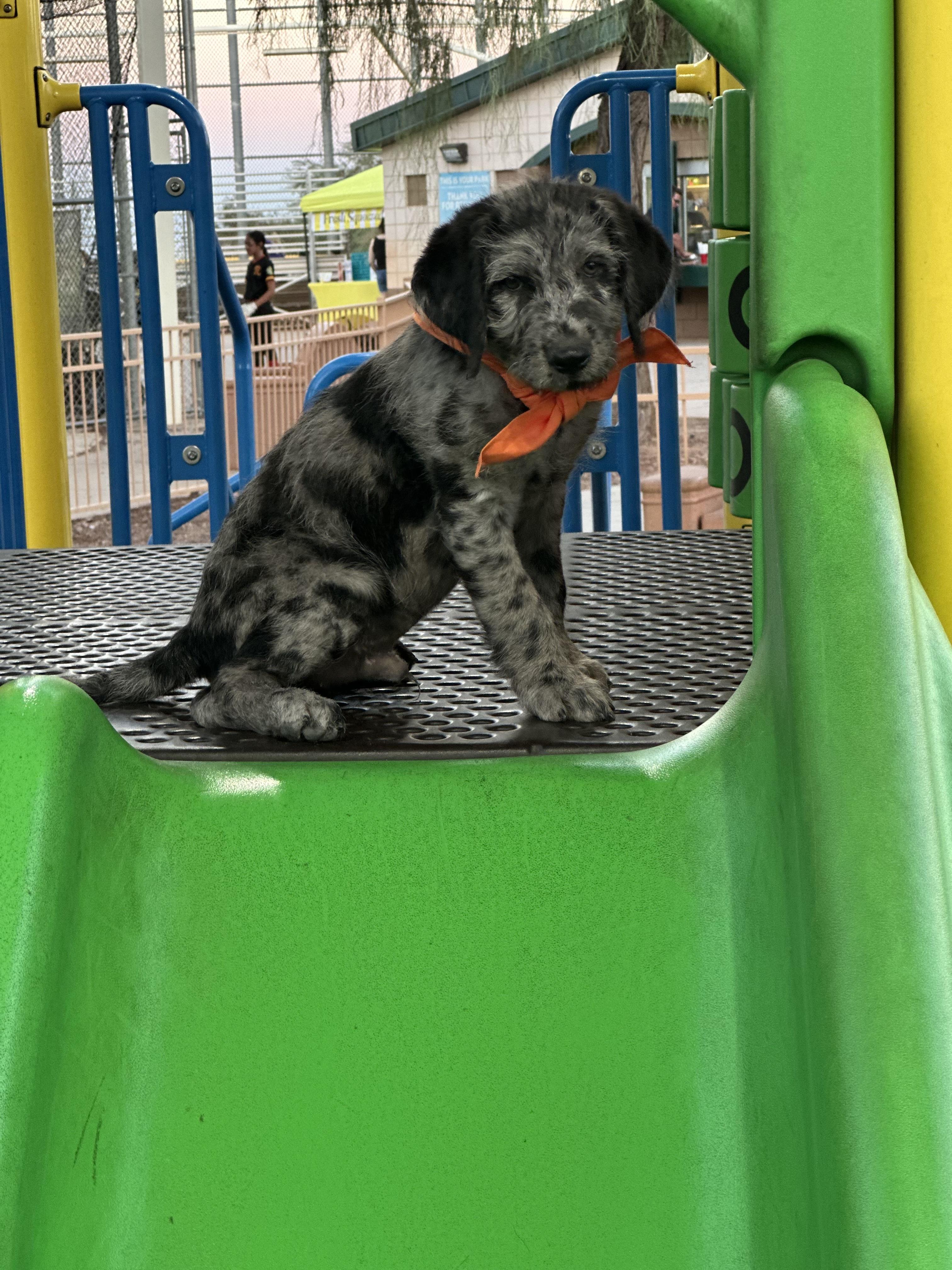 Enlarge Rowdy, a Adopted Labradoodle in Las Vegas, NV image 3/5