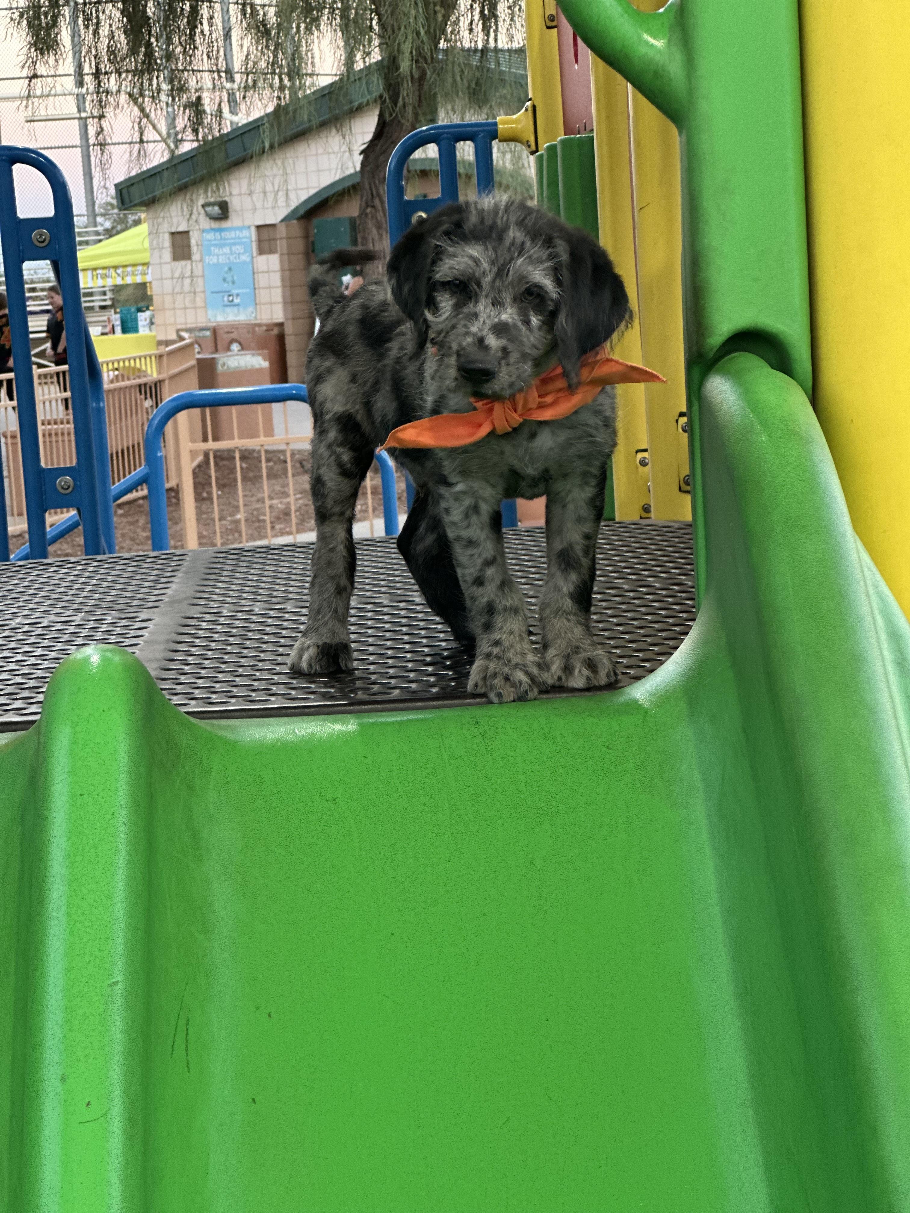 Enlarge Rowdy, a Adopted Labradoodle in Las Vegas, NV image 1/5