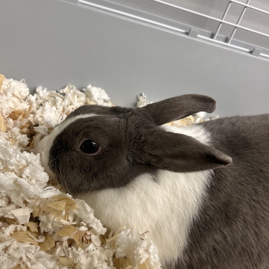 Enlarge Clover, a Adoptable Bunny Rabbit in Watertown, NY image 1/1