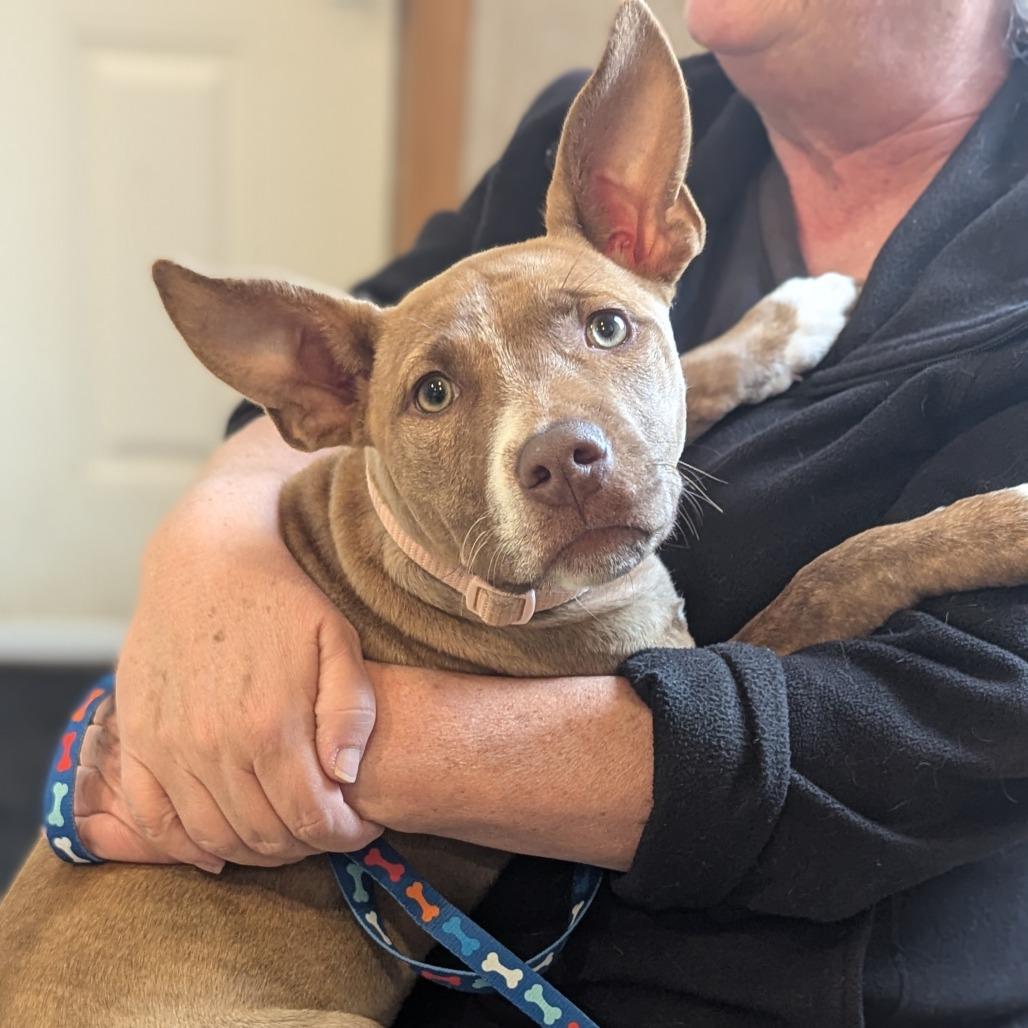 Enlarge Nina, a Adoptable mixed breed in Fenton, MI image 1/3