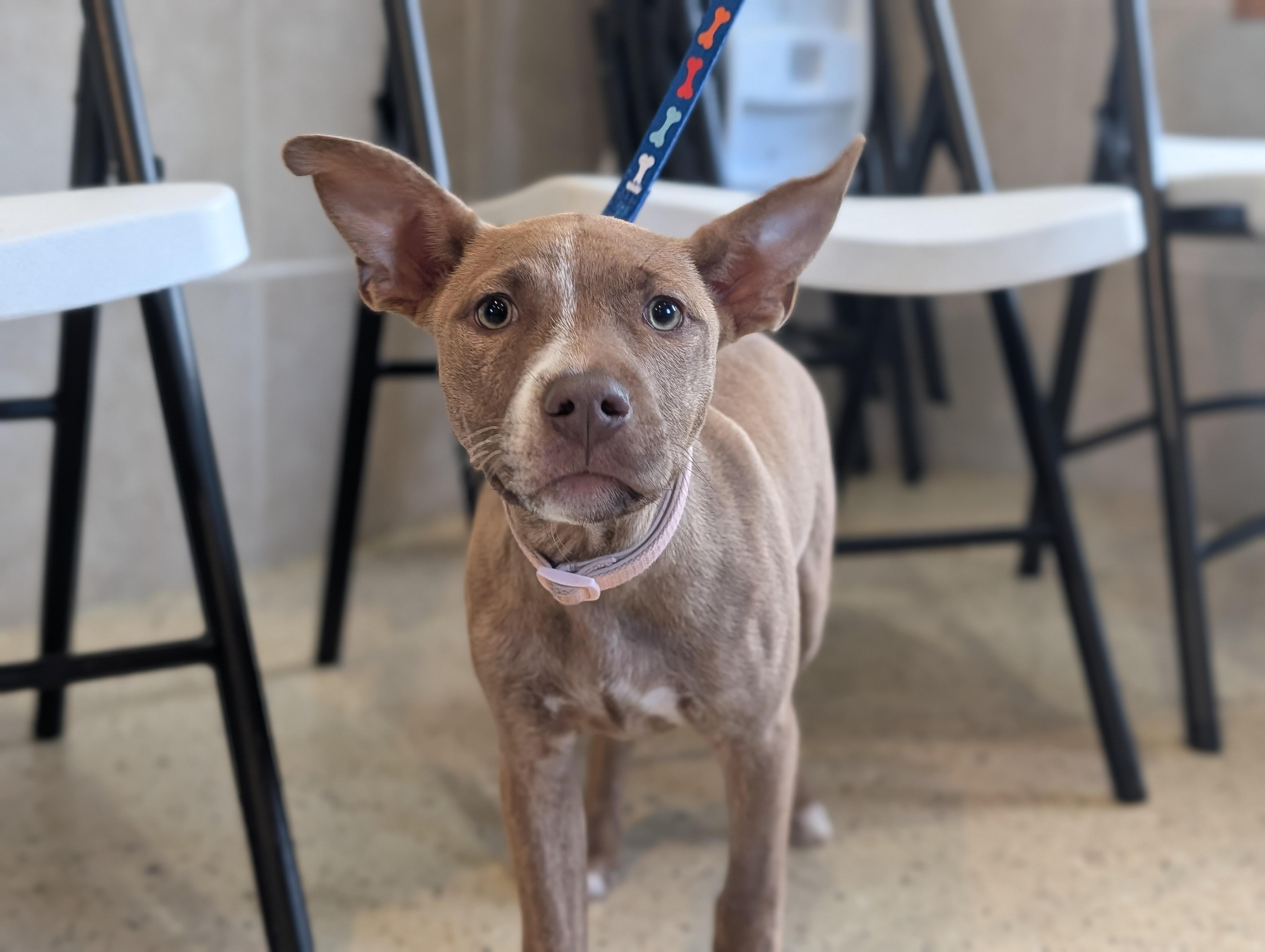 Enlarge Nina, a Adoptable mixed breed in Fenton, MI image 2/3