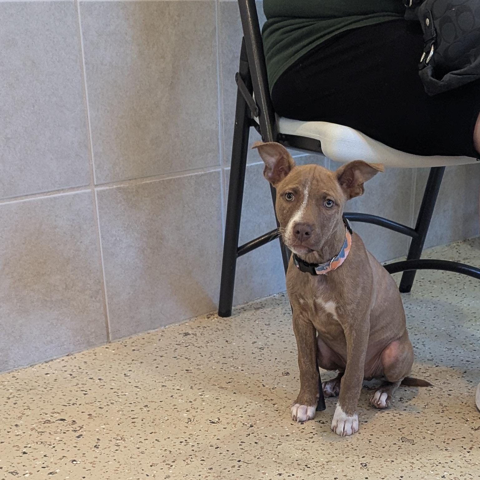 Enlarge Nina, a Adoptable mixed breed in Fenton, MI image 1/1