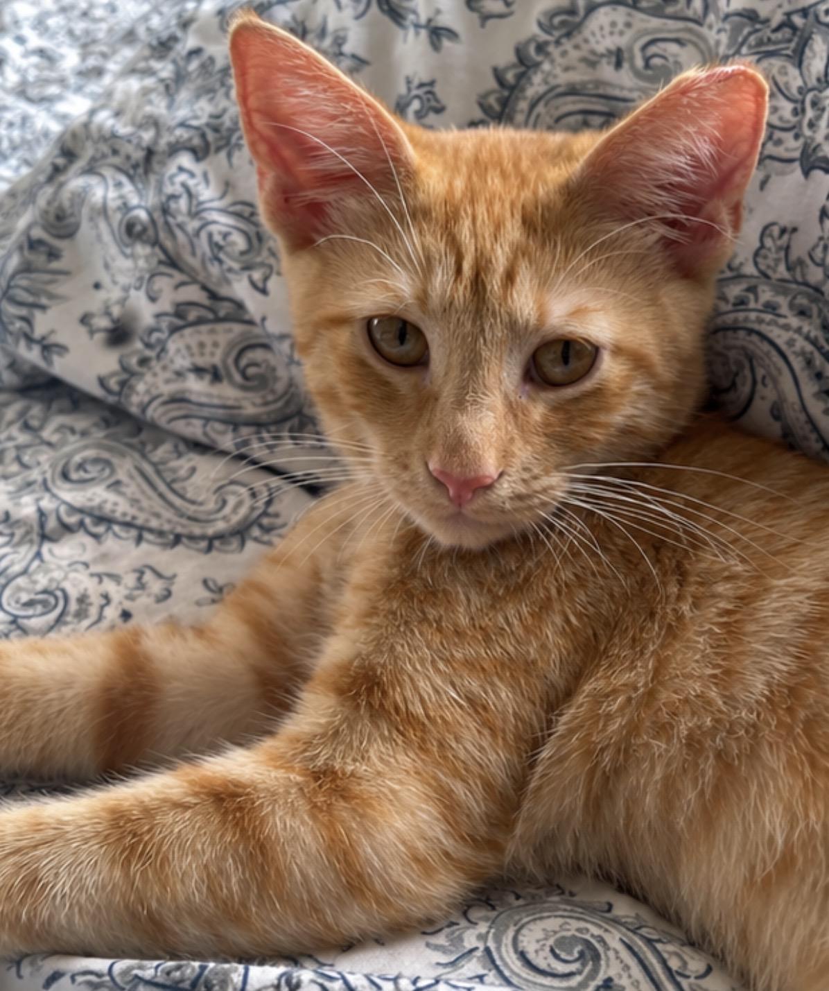 Enlarge Twinkie and Romper, a Adoptable Domestic Short Hair in Hopkinton, MA image 4/6