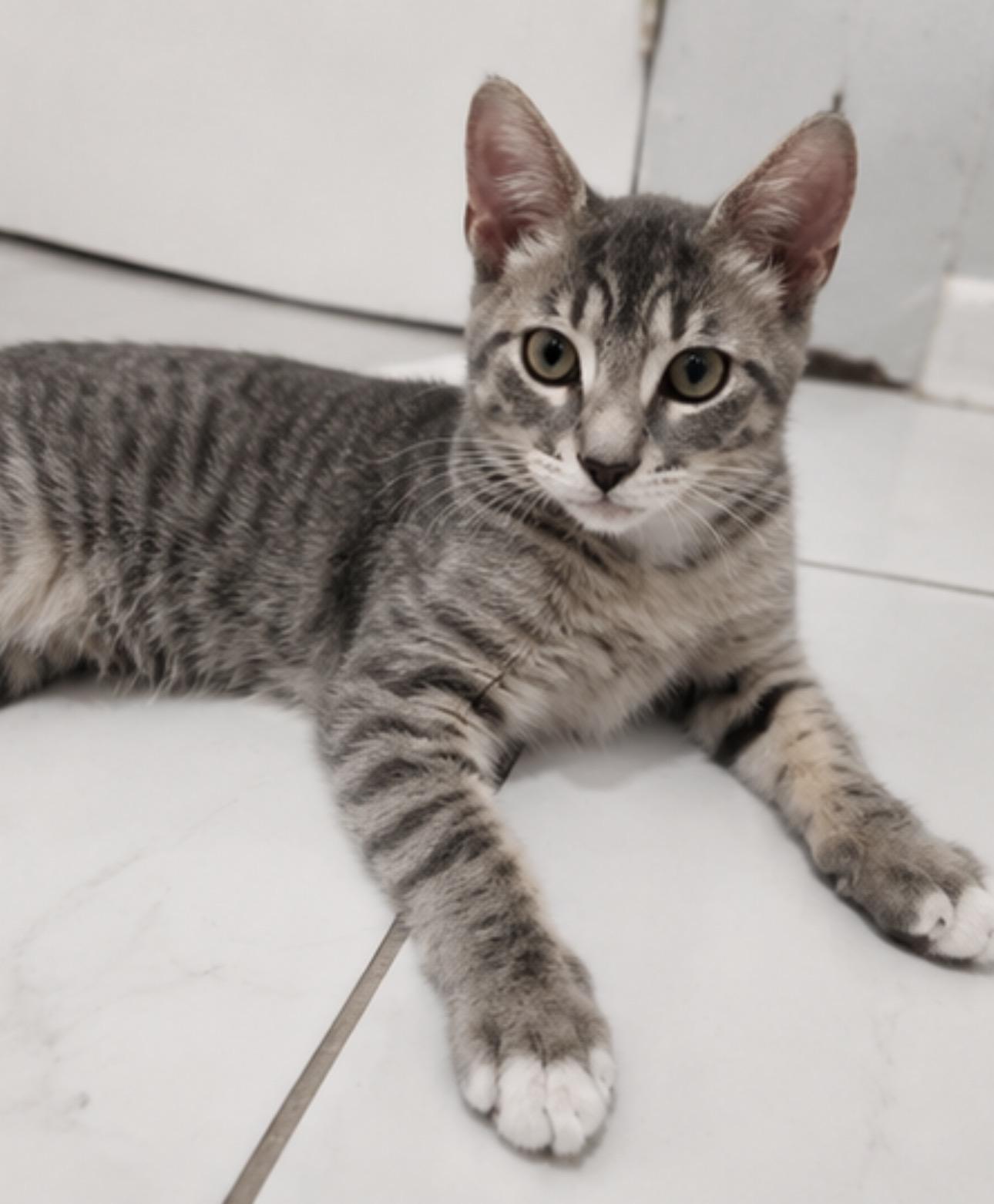 Enlarge Twinkie and Romper, a Adoptable Domestic Short Hair in Hopkinton, MA image 5/6