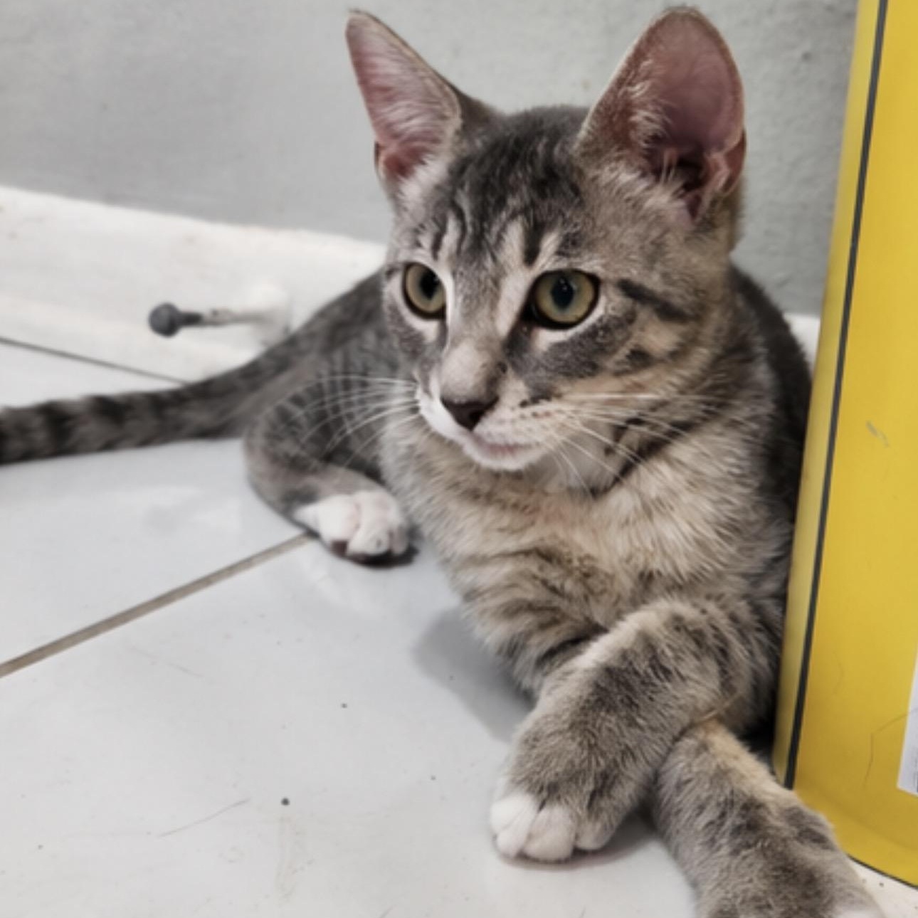 Twinkie and Romper, Adoptable, Kitten Female Domestic Short Hair.