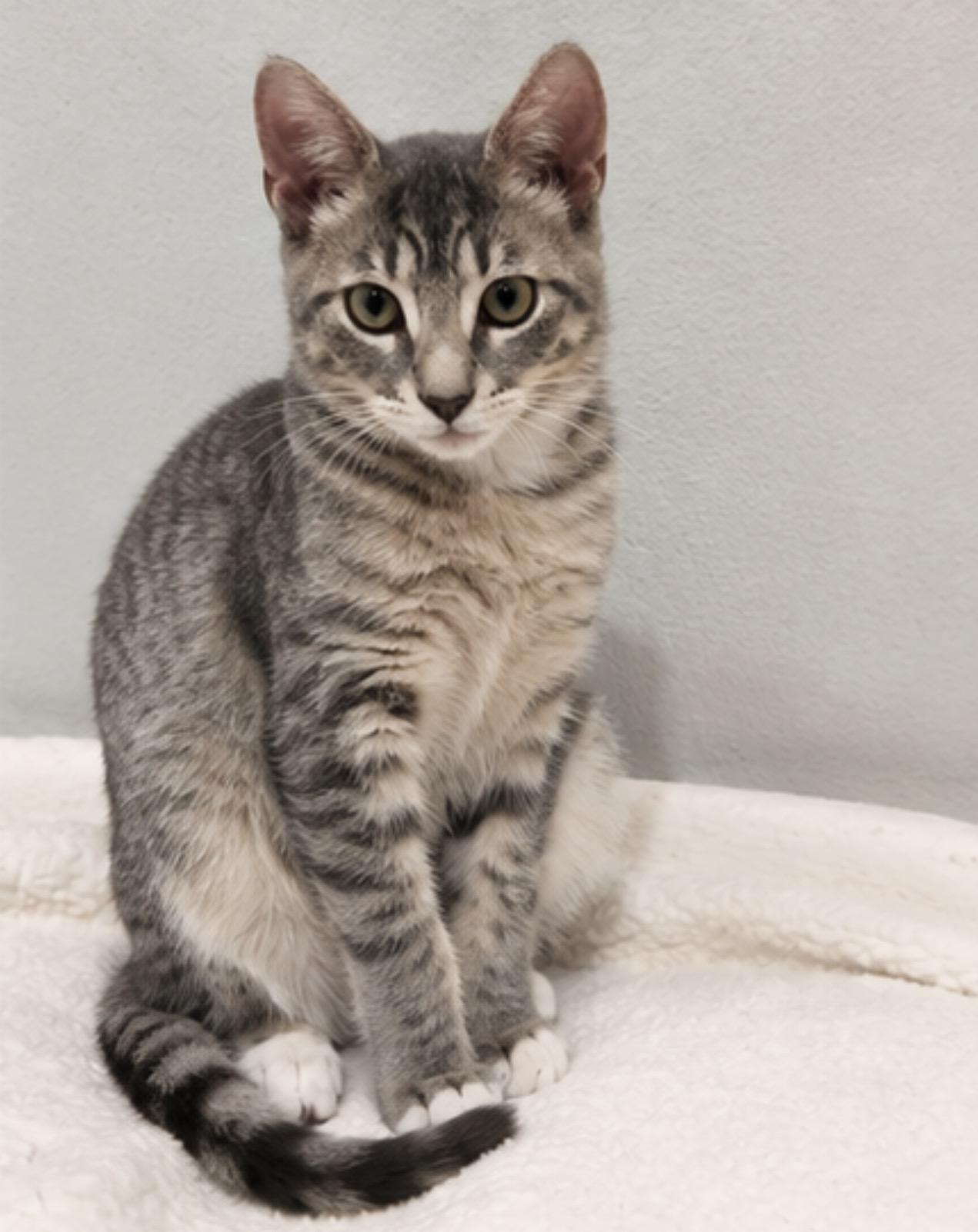 Enlarge Twinkie and Romper, a Adoptable Domestic Short Hair in Hopkinton, MA image 3/6