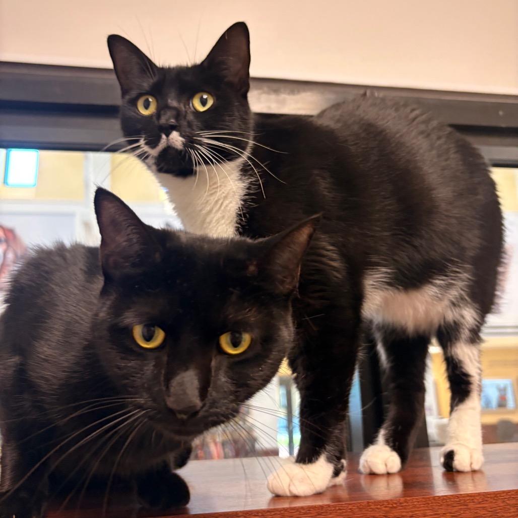 Azalea, Adoptable, Adult Female Domestic Short Hair.