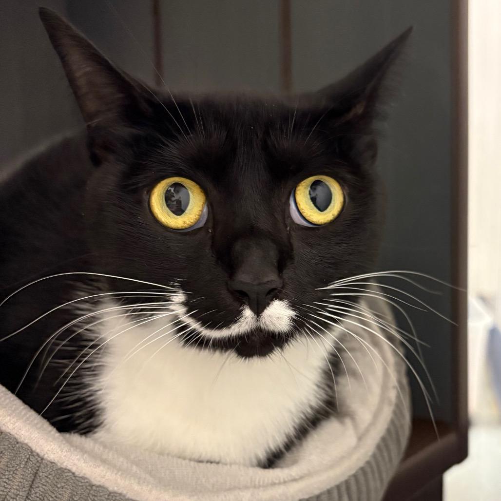 Enlarge Azalea, a Adoptable Domestic Short Hair in West Palm Beach, FL image 2/6