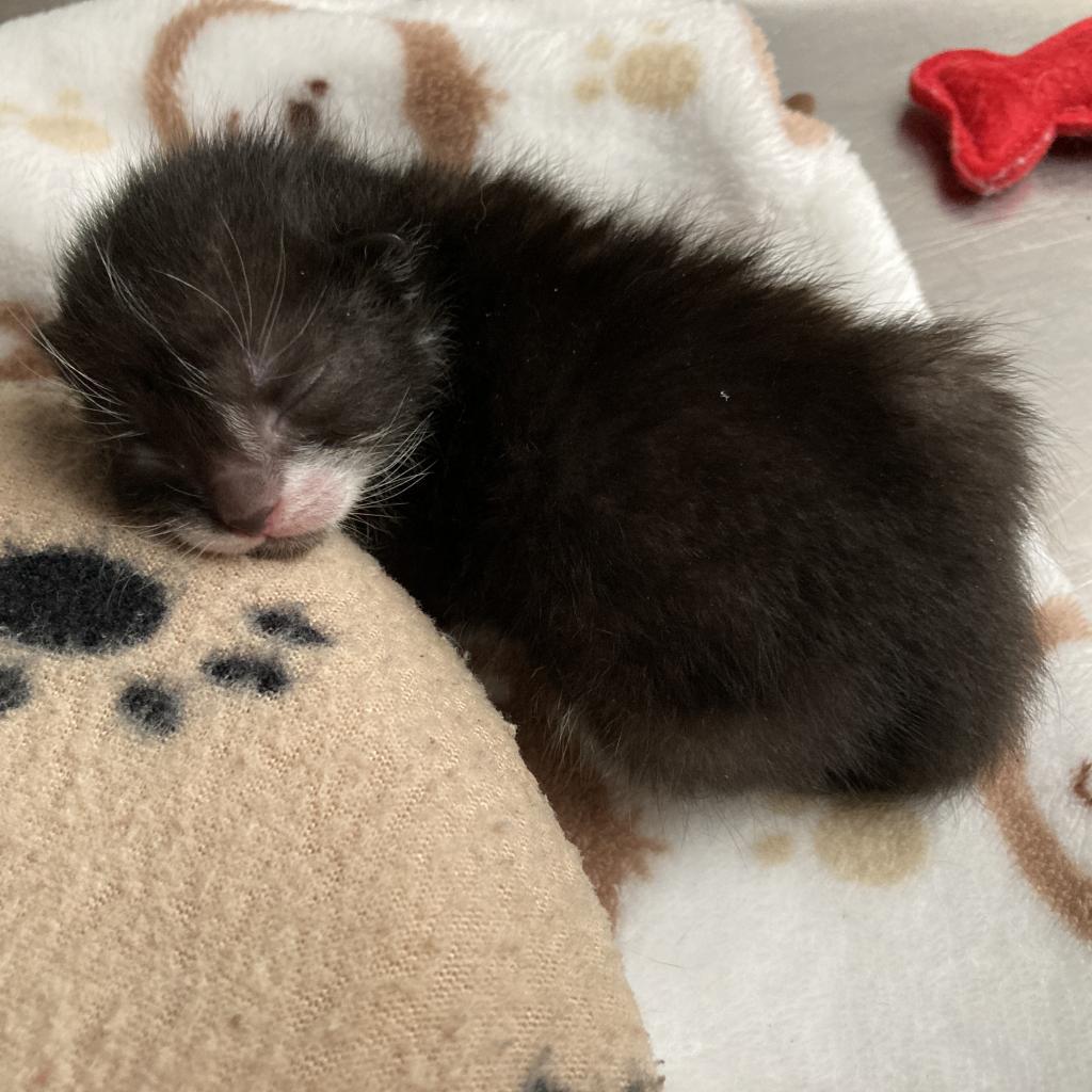 Enlarge Azalea, a Adoptable Domestic Short Hair in West Palm Beach, FL image 3/6