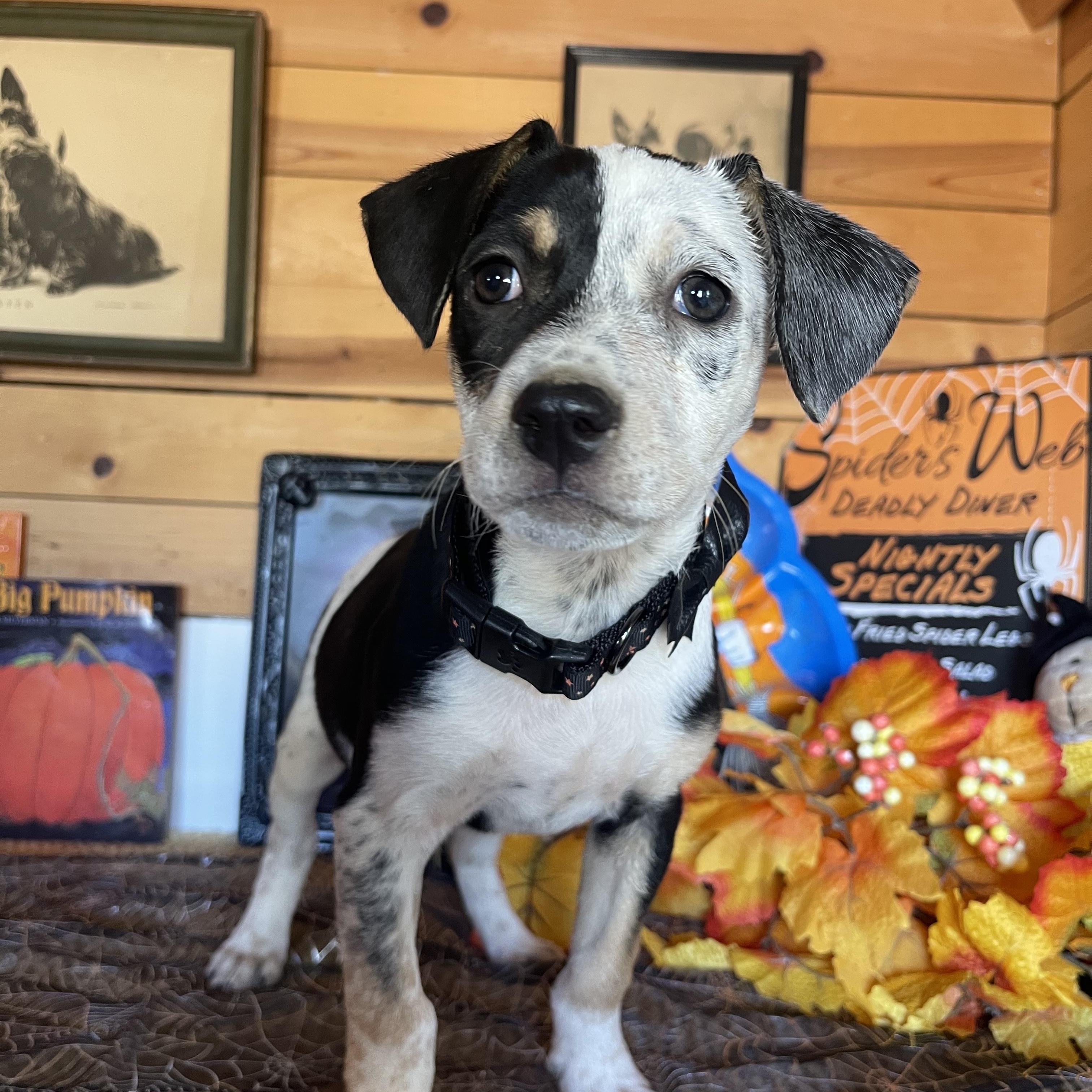 Josette, Adopted, Puppy Female Terrier.