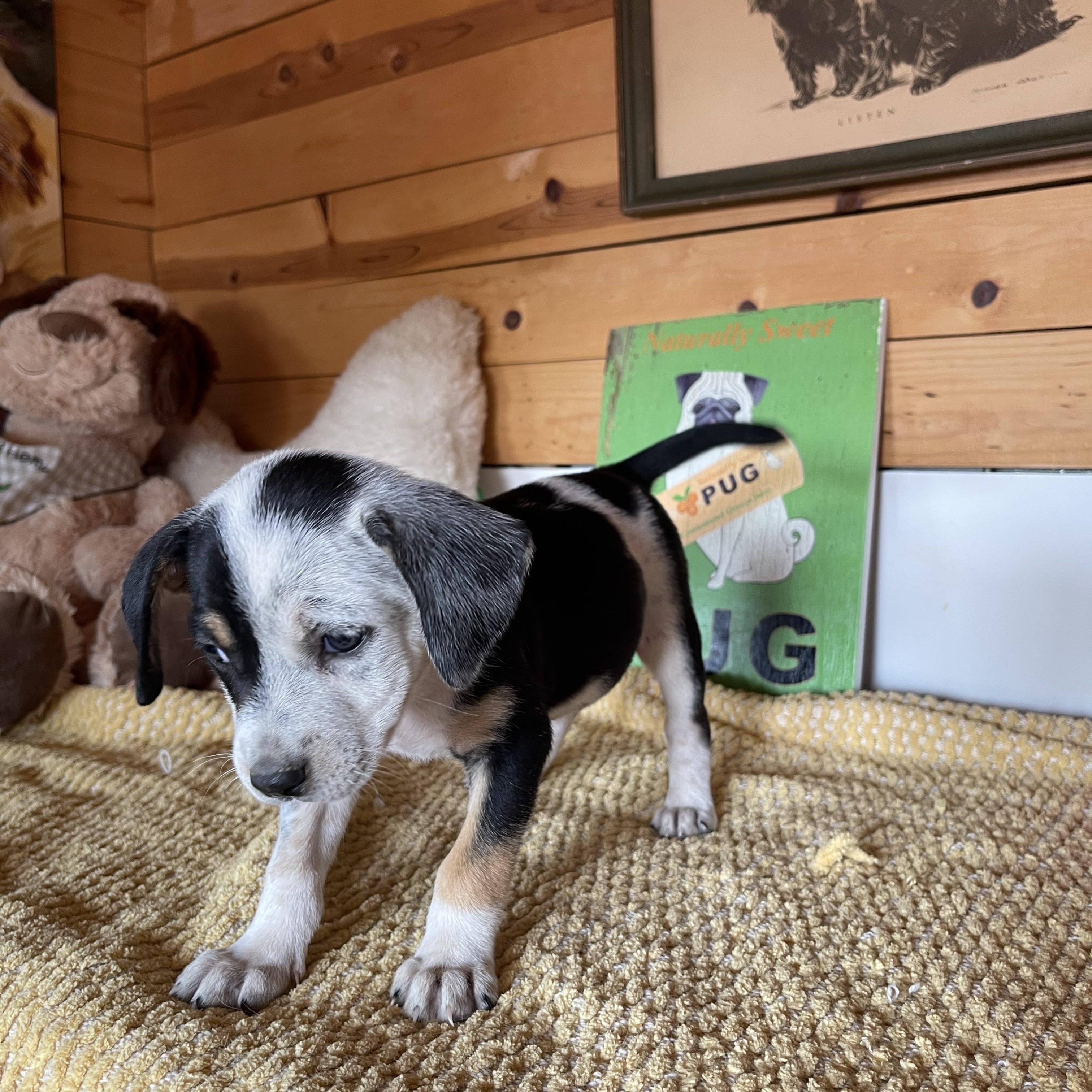 Enlarge Josette, a Adoptable mixed breed in Vacaville, CA image 4/5