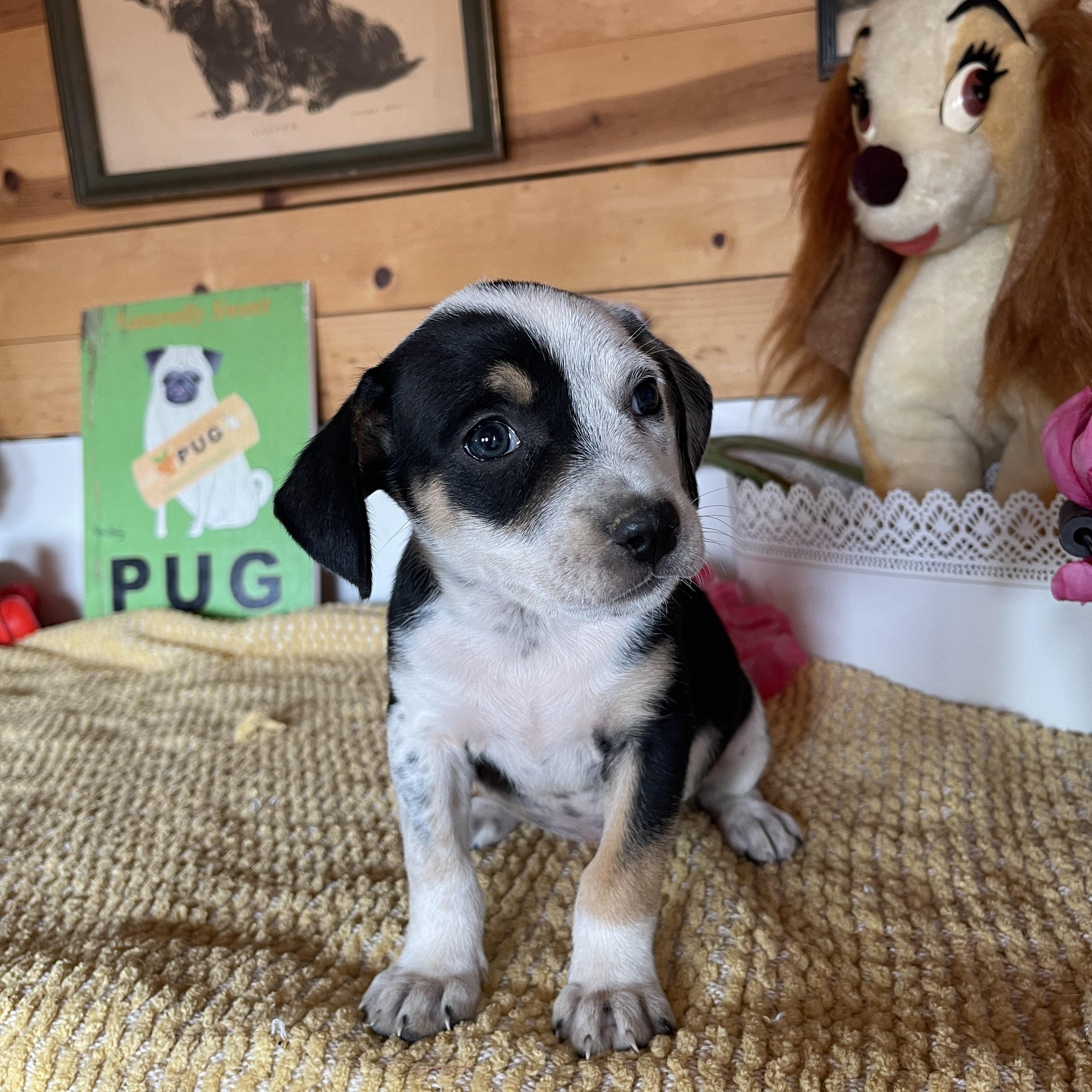 Josette, Adoptable, Puppy Female Cattle Dog.