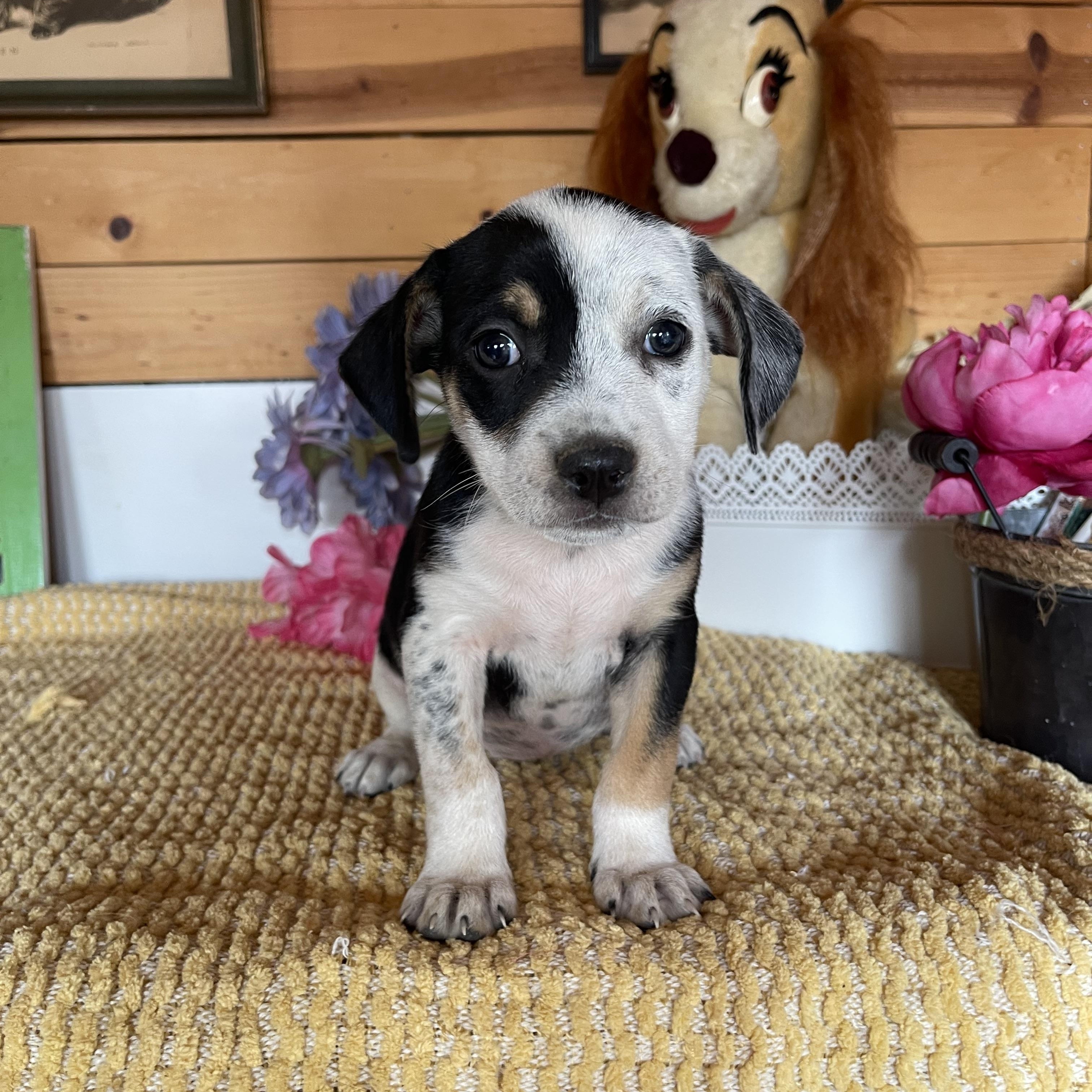 Enlarge Josette, a Adoptable mixed breed in Vacaville, CA image 2/5