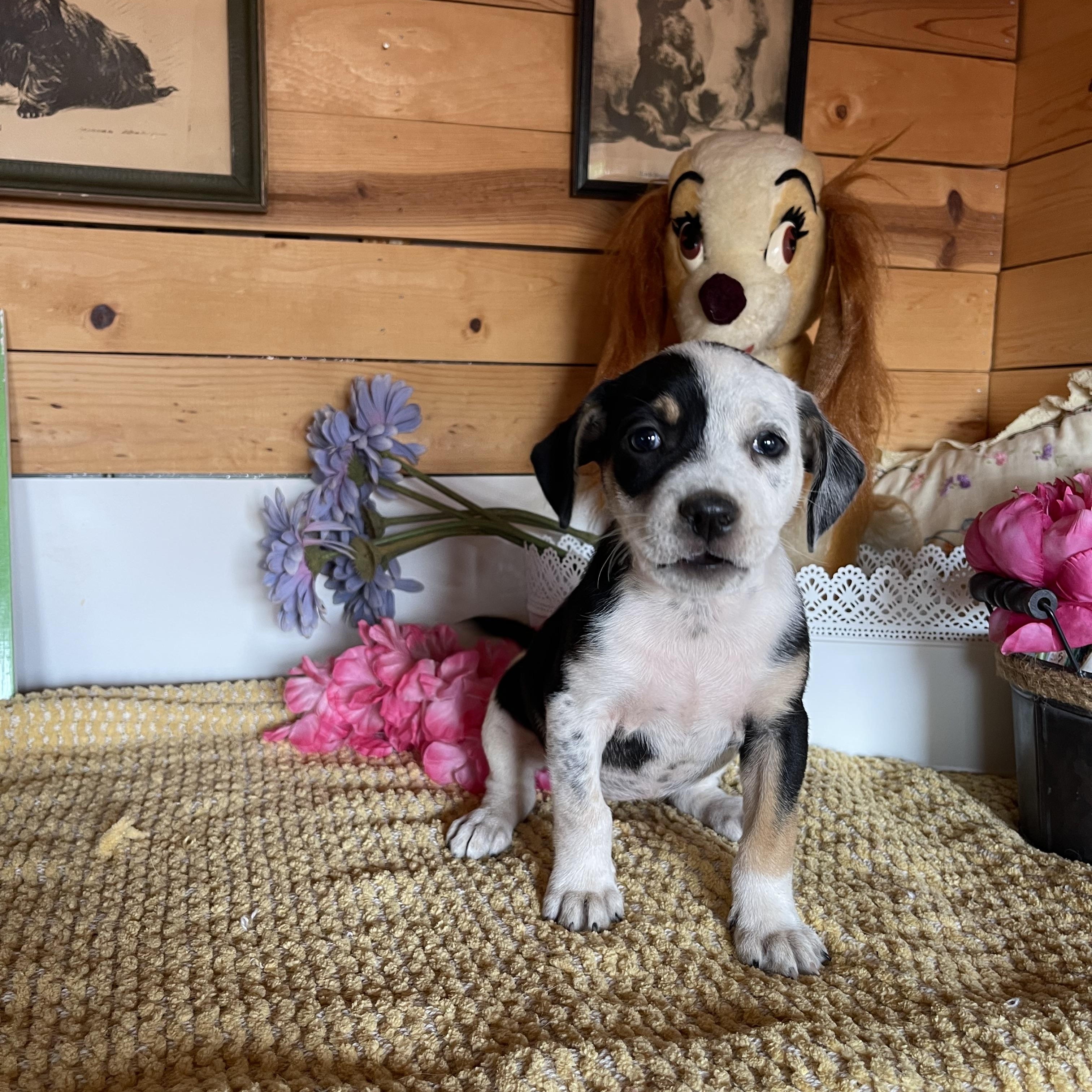 Enlarge Josette, a Adoptable mixed breed in Vacaville, CA image 5/5