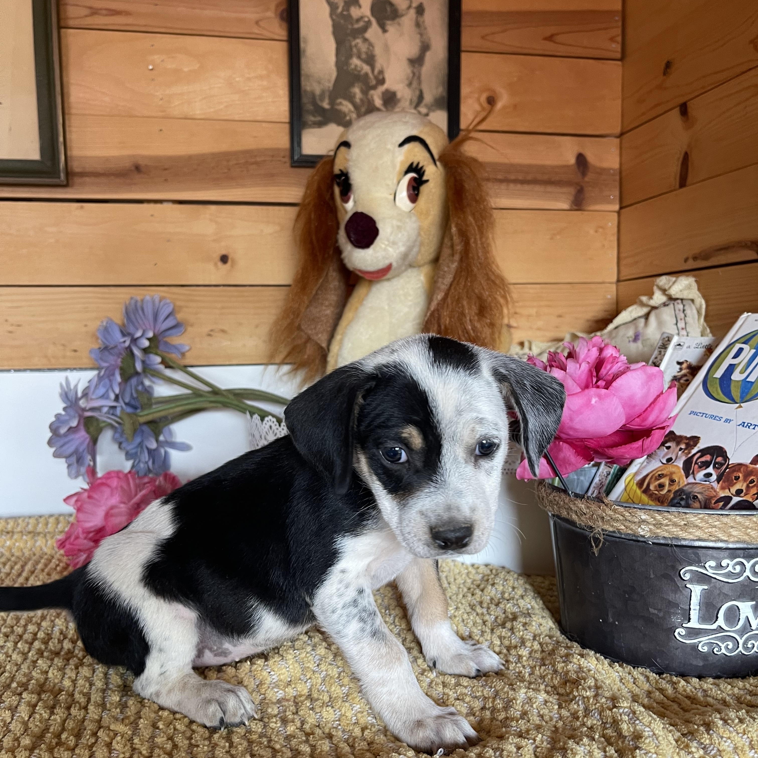 Enlarge Josette, a Adoptable mixed breed in Vacaville, CA image 3/5