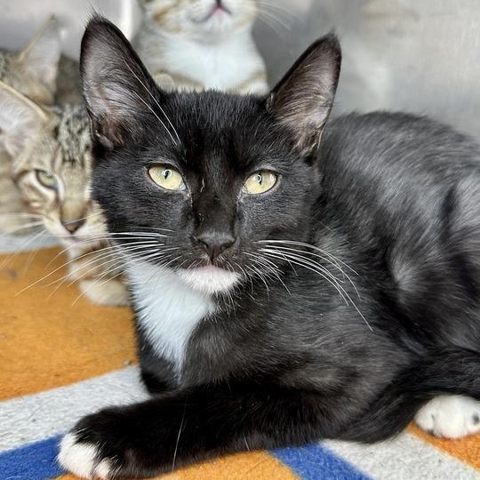 Shrimp, Adoptable, Kitten Male Domestic Short Hair.