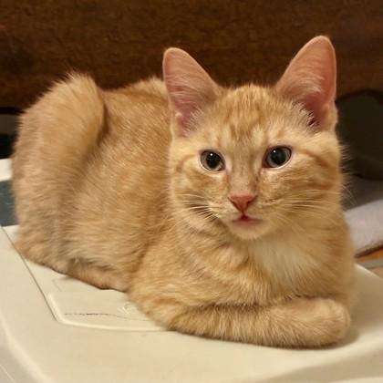 Miracle Max, Adoptable, Kitten Male Domestic Short Hair & Domestic Short Hair.