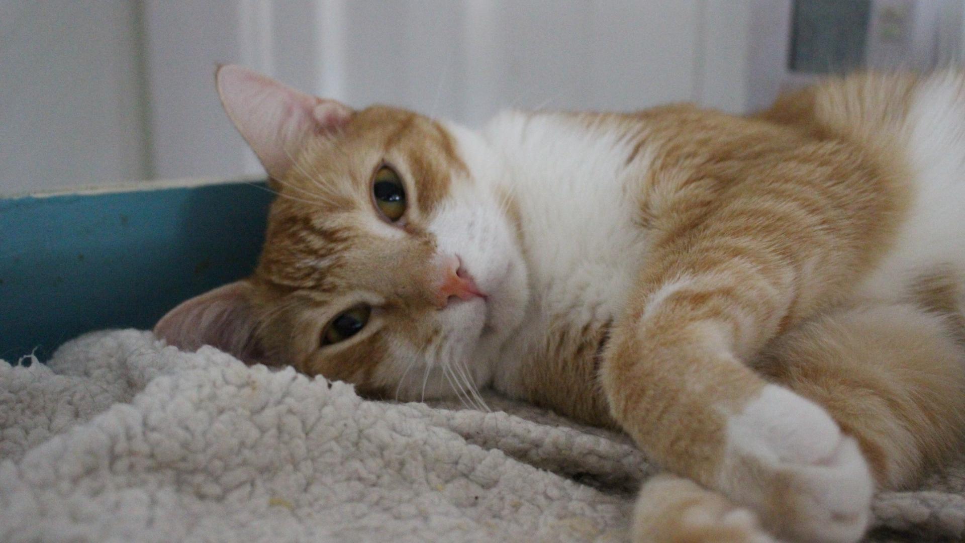 Enlarge Charlie, FL., a Adoptable Domestic Short Hair in Miami Beach, FL image 1/4