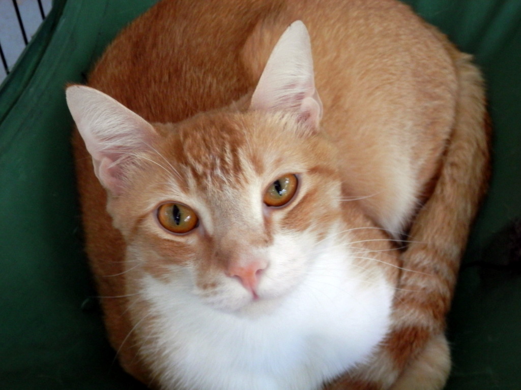 Enlarge Charlie, FL., a Adoptable Domestic Short Hair in Miami Beach, FL image 2/4