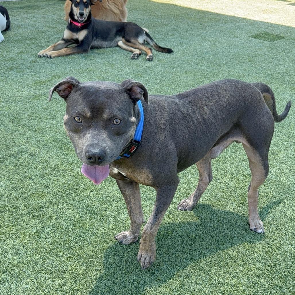Possum A2208262, Adoptable, Adult Male Pit Bull Terrier.