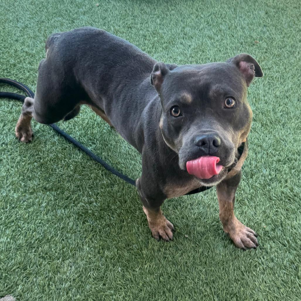 Possum A2208262, a Adoptable Pit Bull Terrier in Mission Hills, CA image 2/6