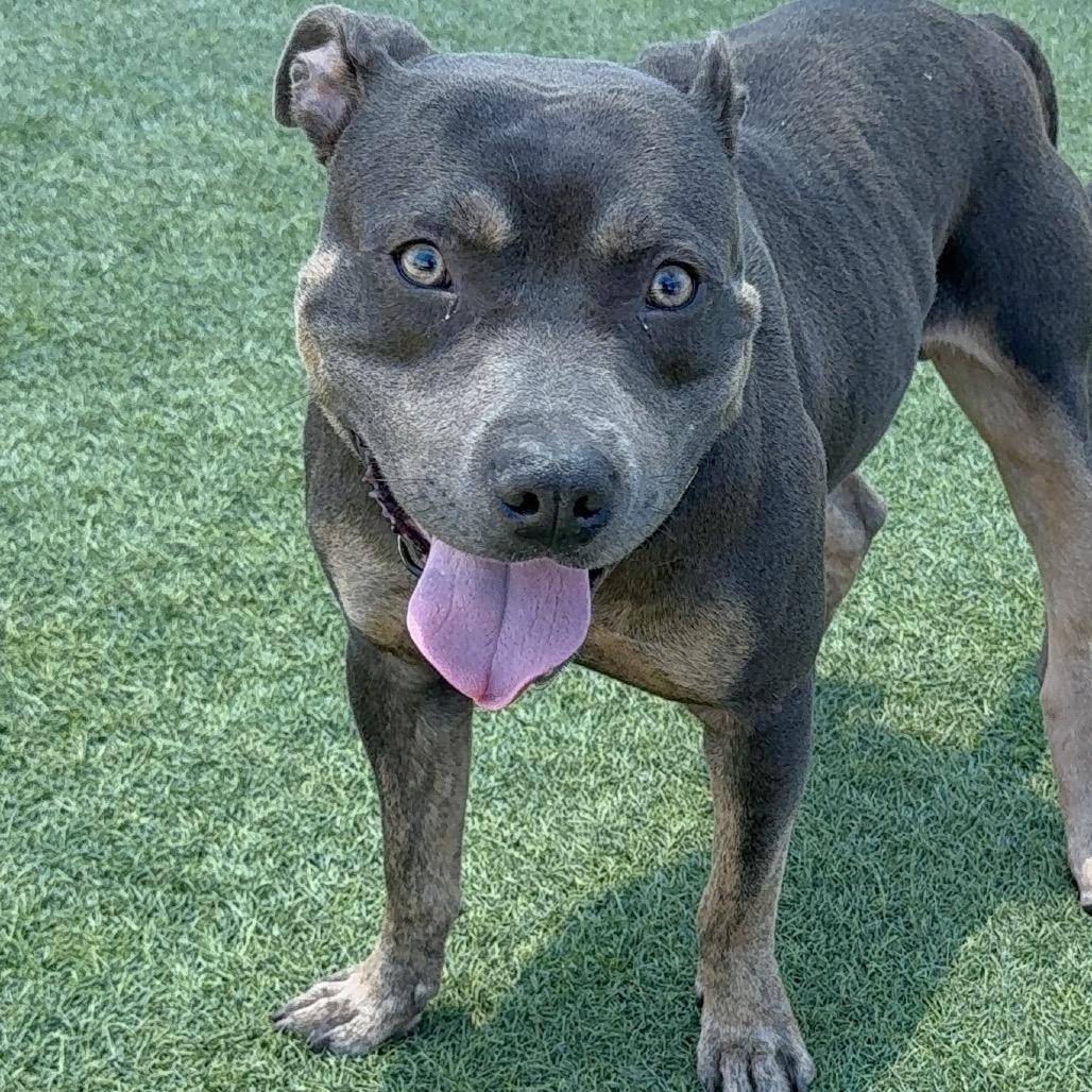 Possum A2208262, a Adoptable Pit Bull Terrier in Mission Hills, CA image 3/6