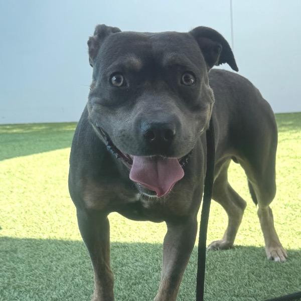 Possum A2208262, a Adoptable Pit Bull Terrier in Mission Hills, CA image 4/6