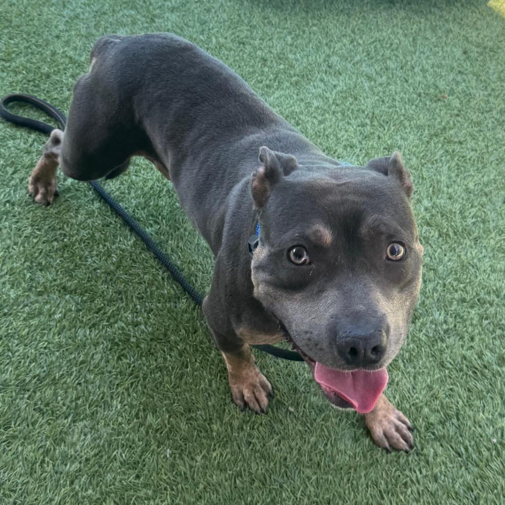 Possum A2208262, a Adoptable Pit Bull Terrier in Mission Hills, CA image 5/6