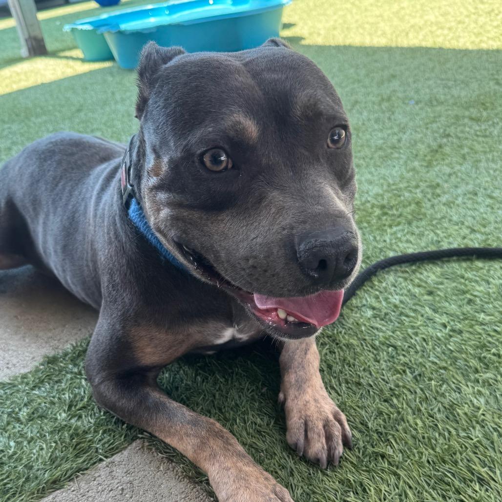 Possum A2208262, a Adoptable Pit Bull Terrier in Mission Hills, CA image 6/6