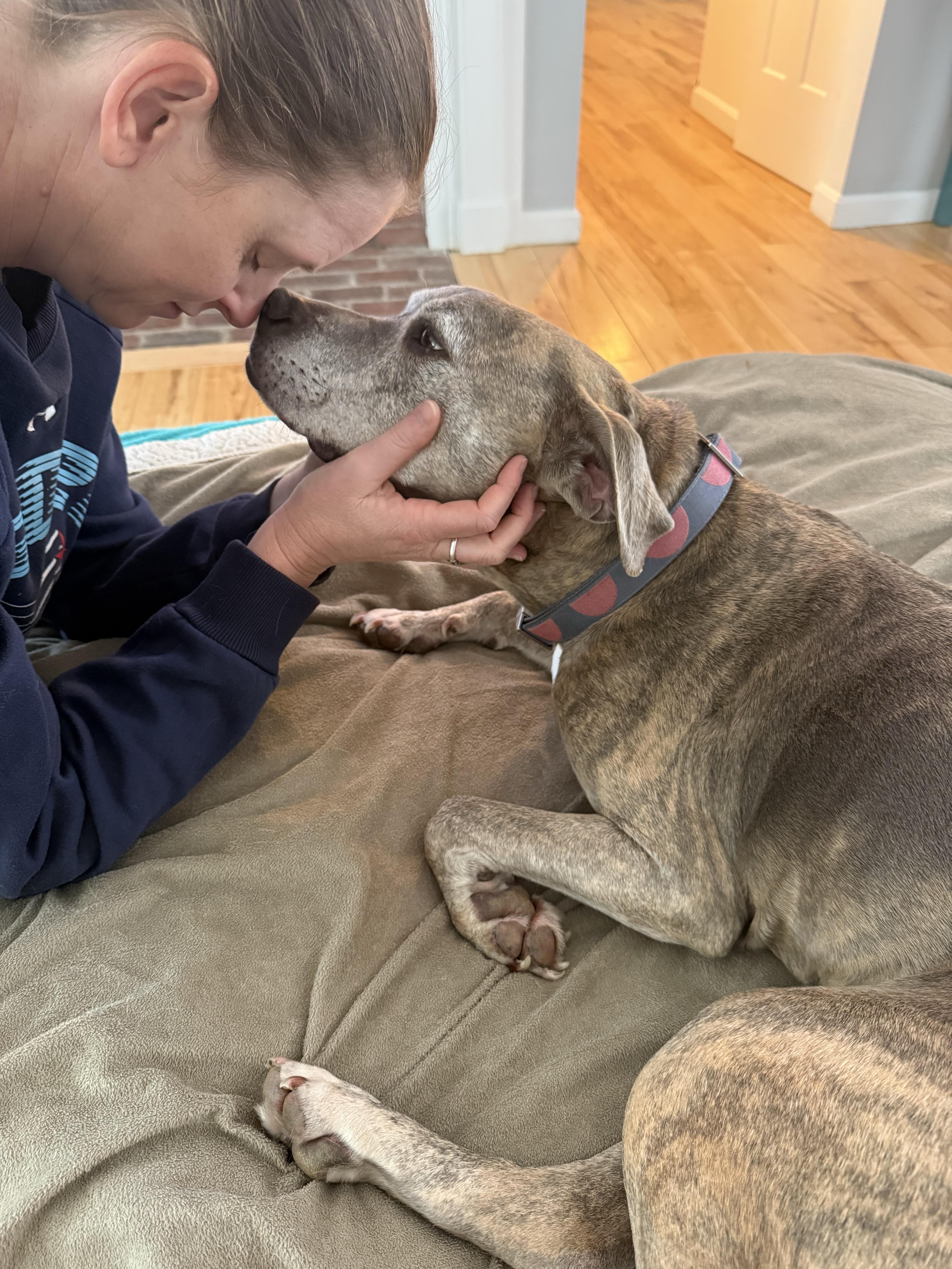 Enlarge Minni, a ADOPTABLE mixed breed in New Boston, NH image 3/6