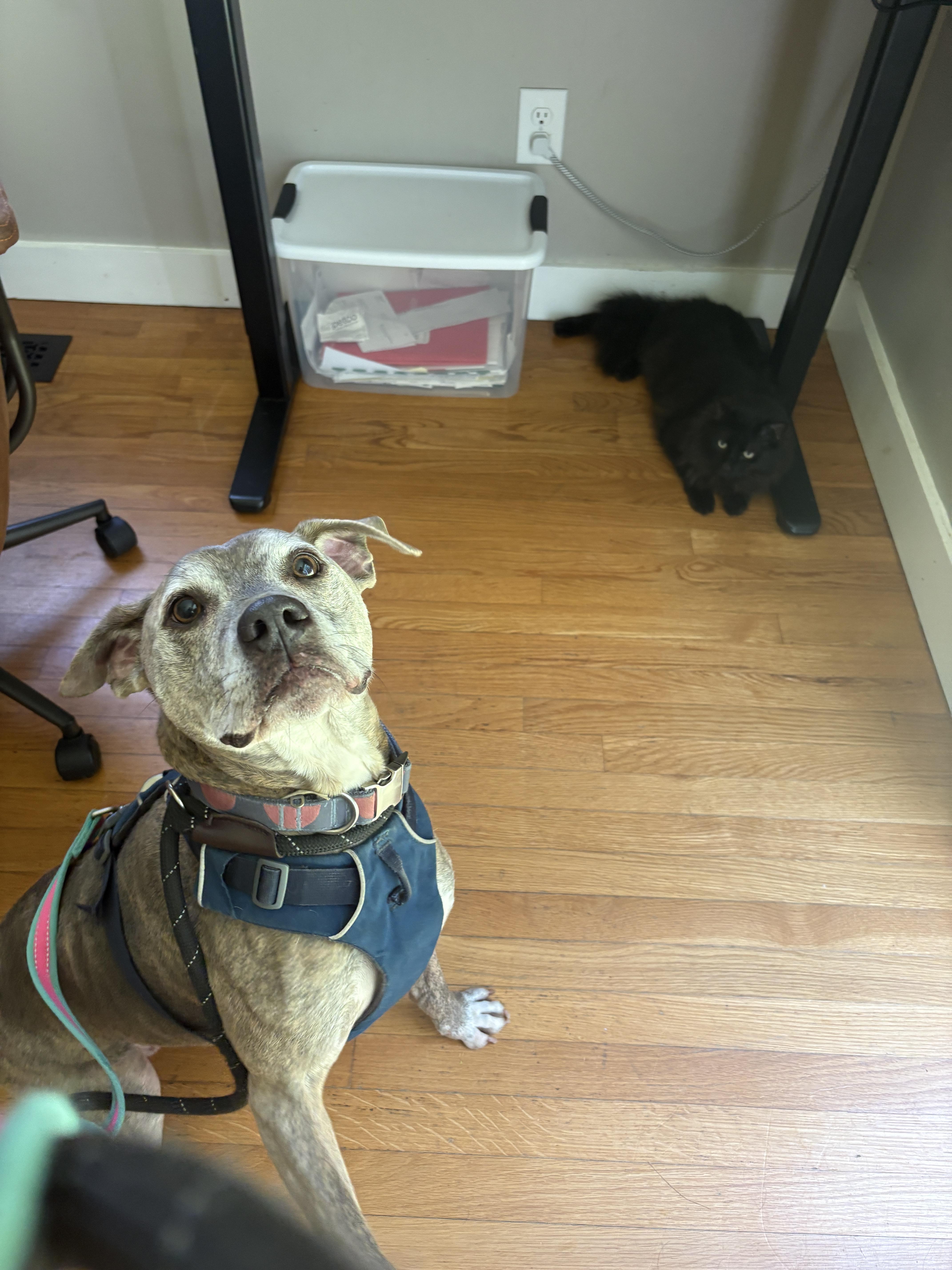 Enlarge Minni, a ADOPTABLE mixed breed in New Boston, NH image 4/6