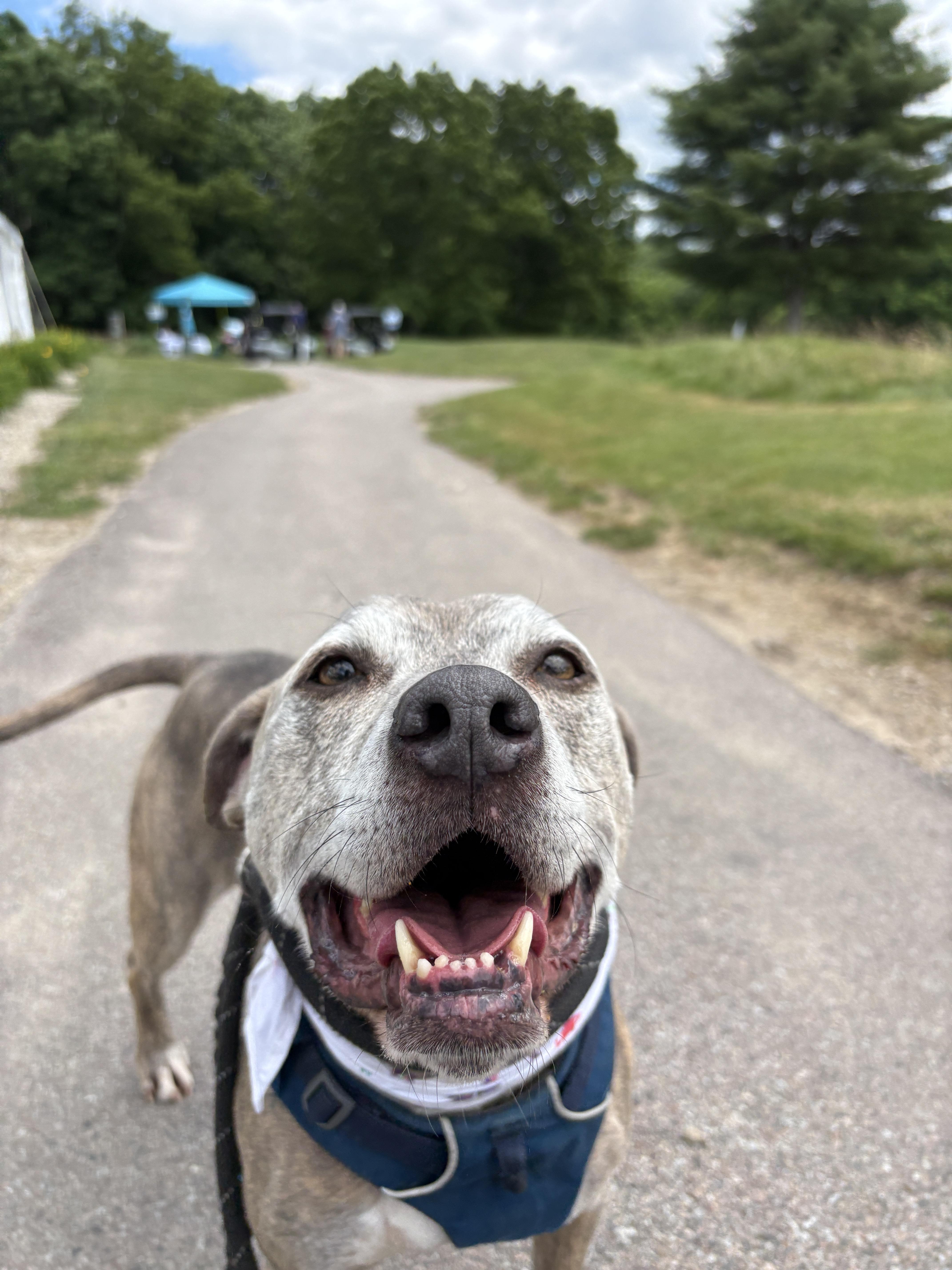 Minni, ADOPTABLE, Senior Female Pit Bull Terrier.